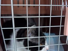 -艾贝尔宠物医院·24H转诊中心·肿瘤猫专科(江宁双龙店)