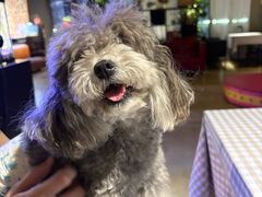 -百好乐宠物友好餐厅(朝外大街店)