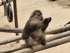 -西霞口神雕山野生动物世界