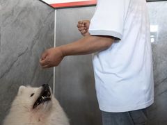 -宠物寄养训练学校