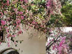 -深圳国际园林花卉博览园