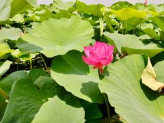 -荷塘月色湿地公园·向阳花洲