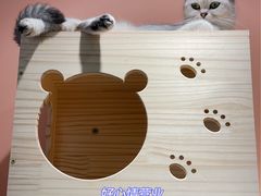 -BABIT巴比特宠物(MOMOPARK店)