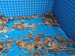 河蟹-乔哥铭洋海鲜自助(皇城恒隆广场店)