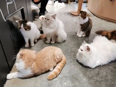 -瞄一喵猫咖(格力海岸店)
