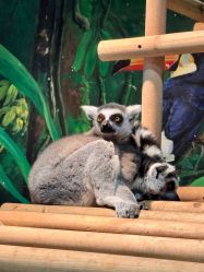 -Zoolung Zoolung动物主题公园(海信广场店)