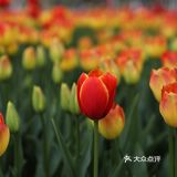 南西商圈的樱花和郁金香🌷让你幸福了吗？
