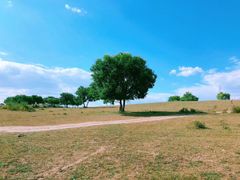 -御道口草原森林风景区