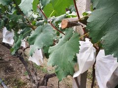 -马陆小张葡萄园农家乐