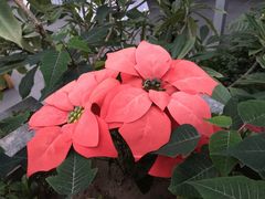 -北国之春国宴(乌兰察布店)