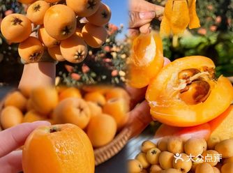 三月天，枇杷甜，剥皮后可以看到果肉非常的厚实