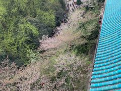 -武汉大学-樱园