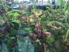 -国家植物园南园