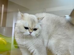 -青奢宠物·青奢猫舍