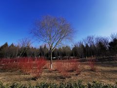 -东升八家郊野公园