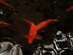 -雁荡山三折瀑景区