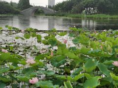 -映月湖公园