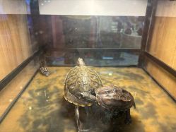 -卡通尼·Safari非洲探索乐园·生日会(金桥国际商业广场店)