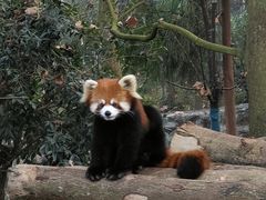 景点-都江堰中华大熊猫苑