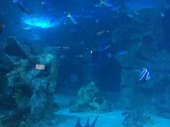 -悉尼海洋生物水族馆