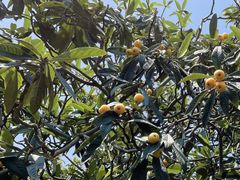 -塘栖枇杷特色园区