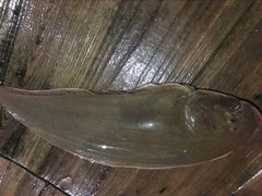 -罗源湾8号渔排