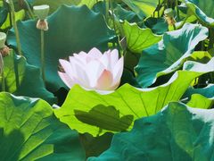 -莲花池公园
