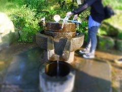-汉拿树木园