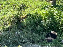 -中国大熊猫保护研究中心雅安碧峰峡基地