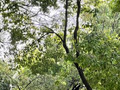 -徐家汇源景区-衡山公园