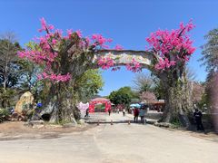 -天适樱花悠乐园