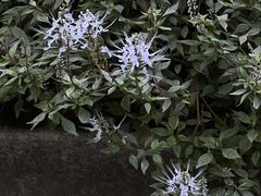 -中国科学院华南植物园