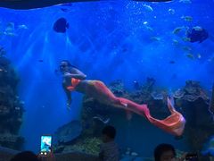 -瑞德姆美人鱼海底演艺主题餐厅(亚龙湾店)