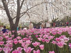 -顾村公园