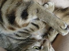 -瑞派紫金宠物医院24小时·骨科·中兽医·重症转诊中心(番禺大石院)