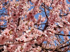 -桃花堤公园