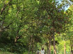 -昆山城市生态森林公园