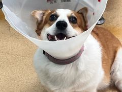 -瑞派·关忠动物医院·猫专科·犬专科(三环新城店)