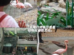 -白虎自助餐厅·真老虎·景观自助餐厅(广州长隆酒店)