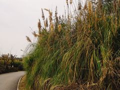 -白鹭湾湿地公园