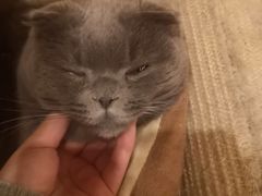 -猫的茶·猫咖
