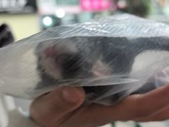 -成都爱之家动物救助中心