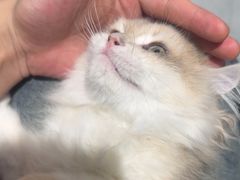 -琪喵猫屋·撸猫猫咖·猫舍