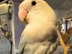 -深圳鸟咖鹦花岛