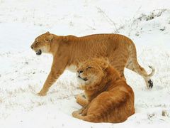 -西安秦岭野生动物园