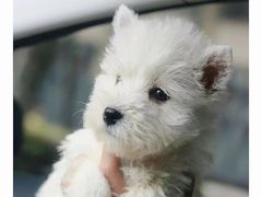 -萌宠之家·腊肠犬·马尔泰·小体犬舍