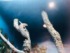 -费瑟代尔野生动物园