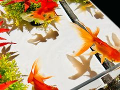 -三越百货(三越银座店)