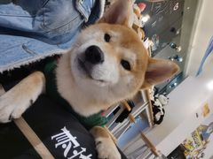 -南京Hallo宠物乐园·哈罗犬舍·柴犬繁育基地