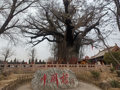 -大槐树寻根祭祖园